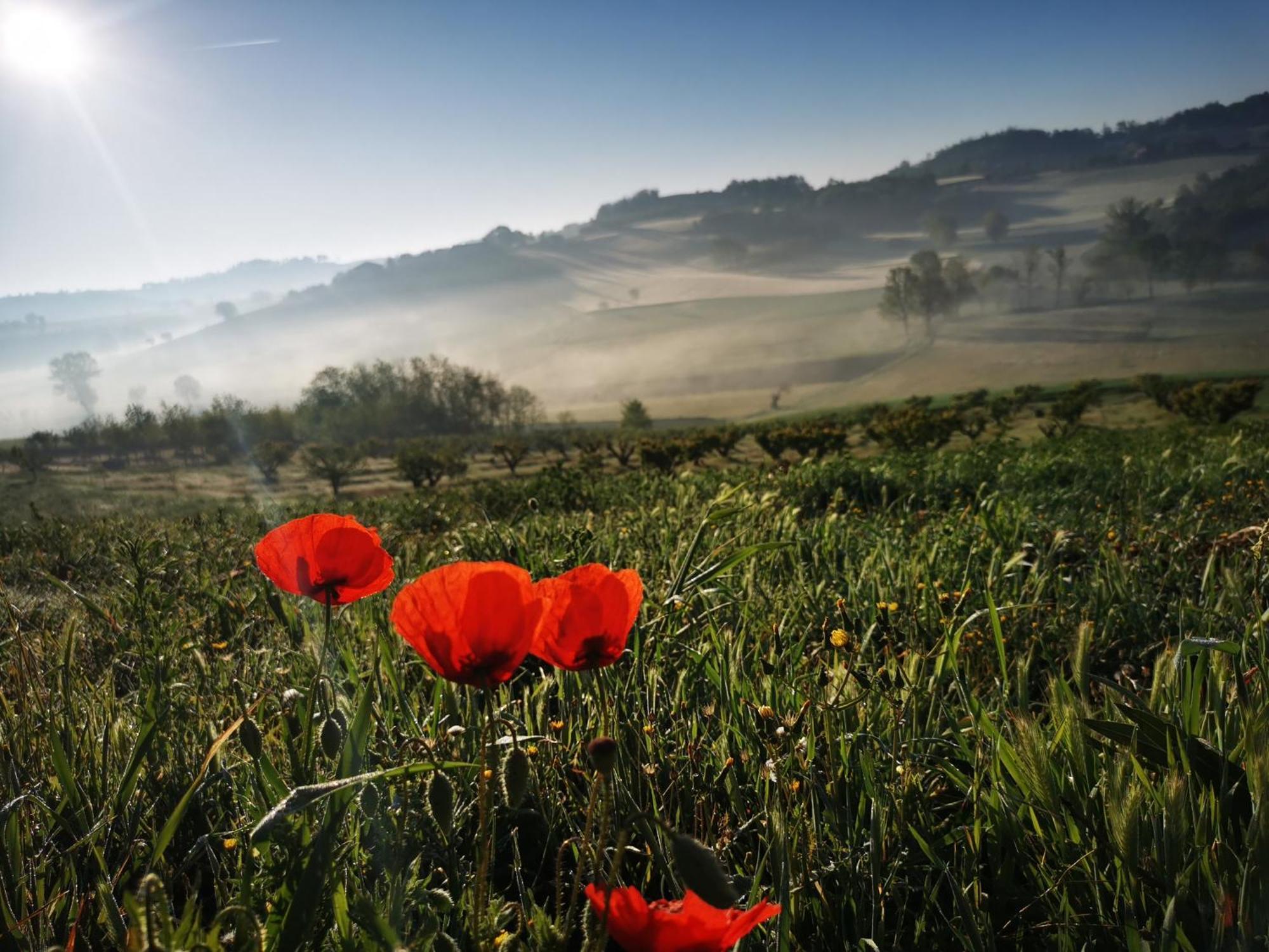 Azienda Agricola Tenuta del Barone Calliano  Bagian luar foto